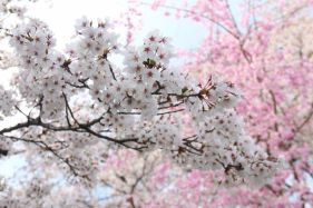 飯山城址の桜