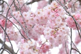 飯山城址の桜